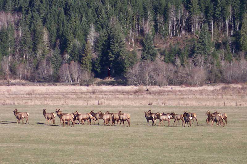 Scenic Features - Elk at Randle - copyright Dave Garoutte