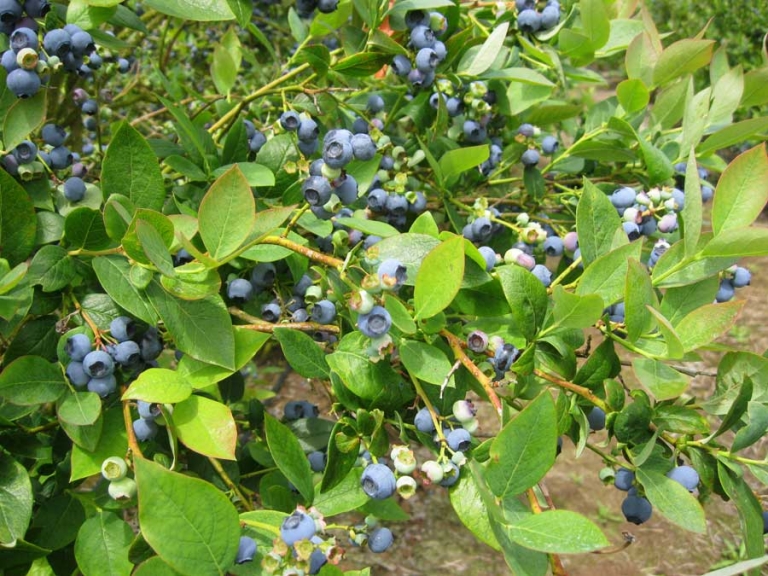 Mossyrock Blueberry Festival White Pass Scenic Byway