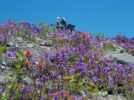 Wildflowers at Mt St Helens National Park