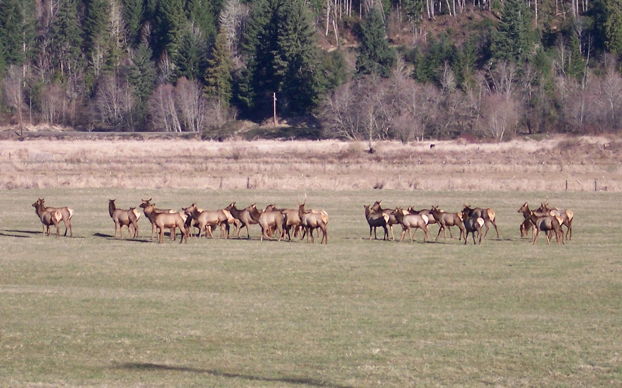 Wildlife Watching Packwood