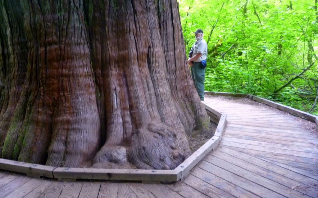 Grove of the Patriarchs - Hiker and tree