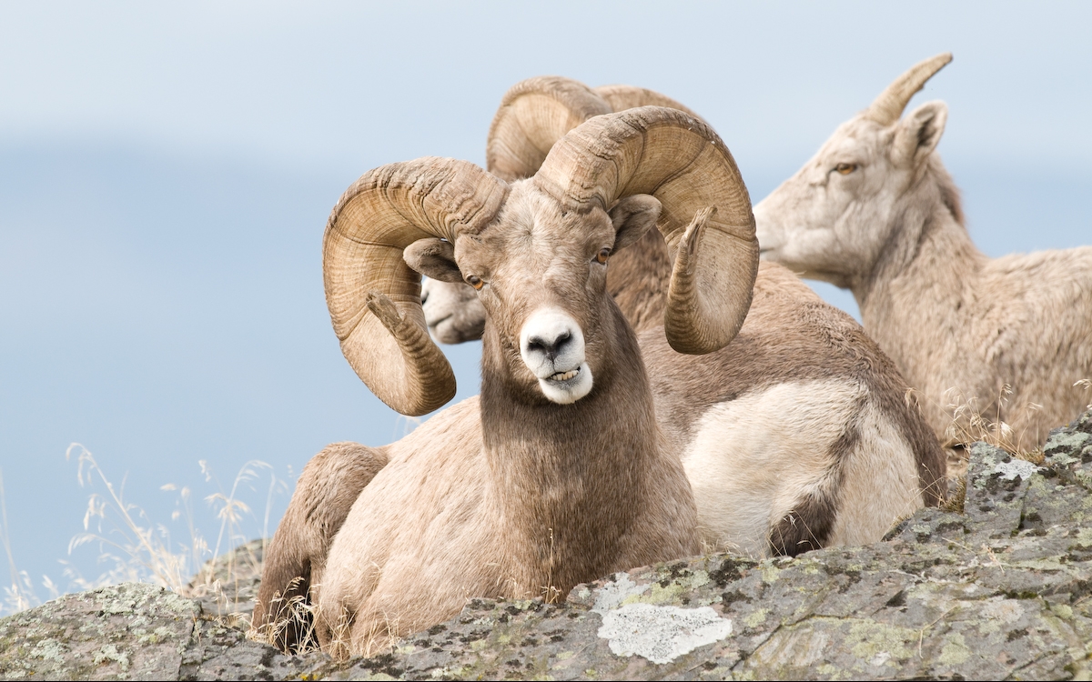 Group of Bighorn Sheep resting in the Cascade Mountains