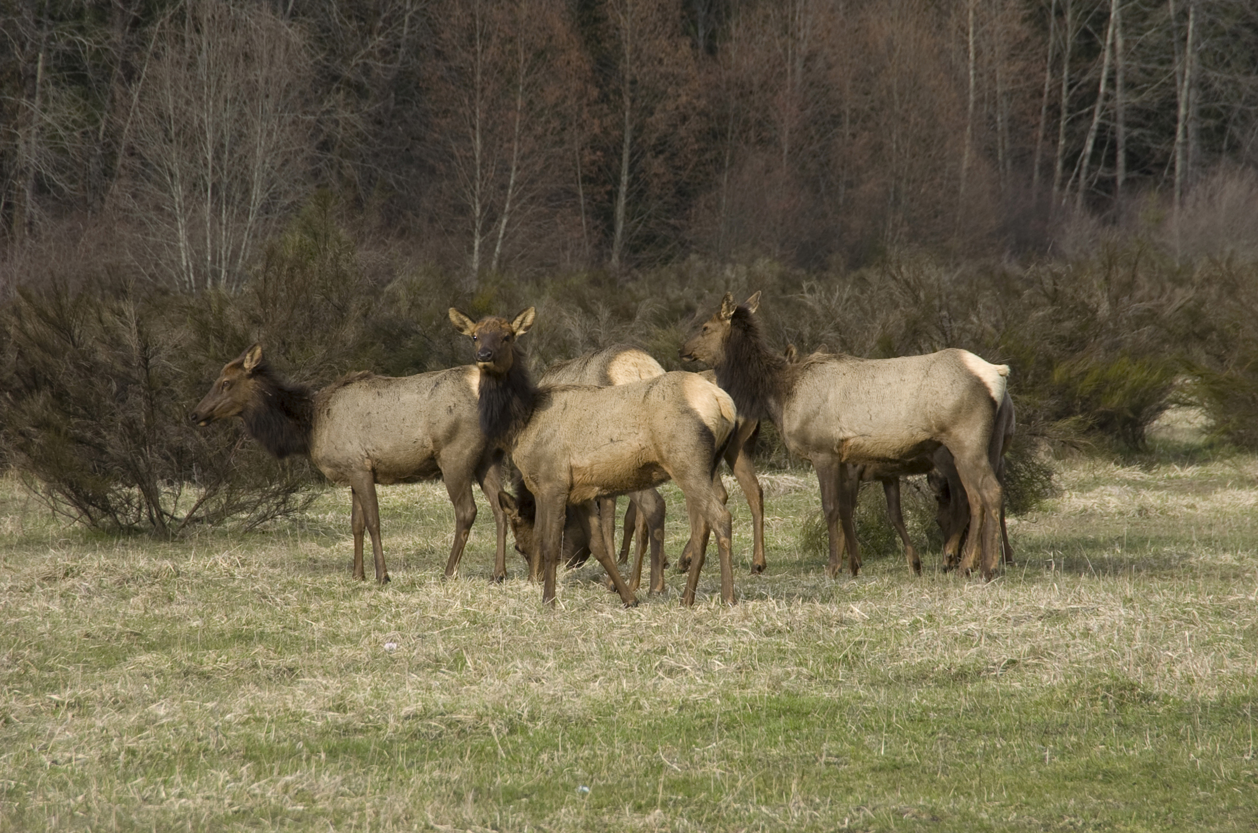 Four,Elk,In,A,Field,In,Packwood,Washington,April,2008.