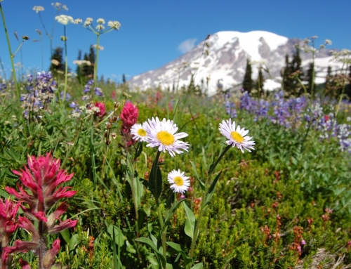 August is Star Gazing and Wildflower Watching Month at Mt. Rainier