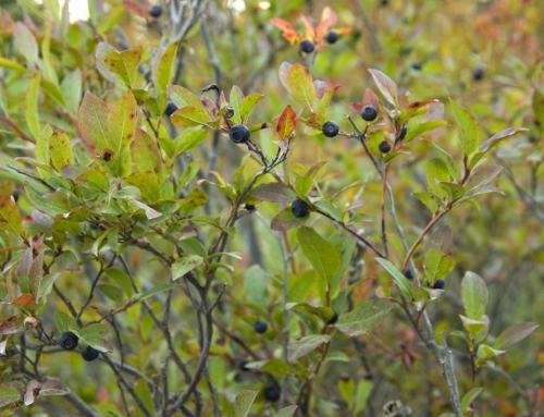 Huckleberry Season on the Gifford Pinchot National Forest