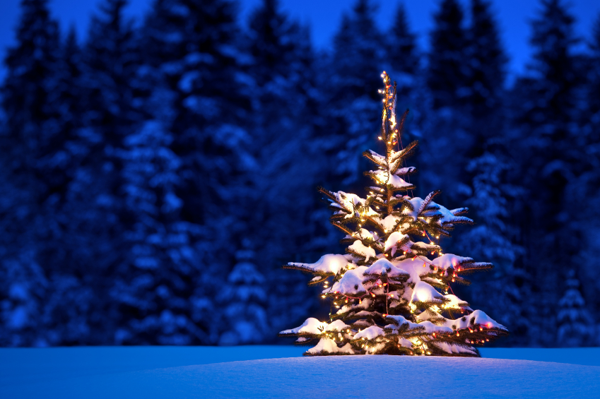 Gifford Pinchot National Forest Holiday Tree Permits Available Nov. 9 ...