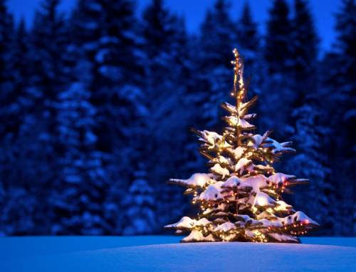 Gifford Pinchot National Forest 2023 Christmas Tree Permits Available