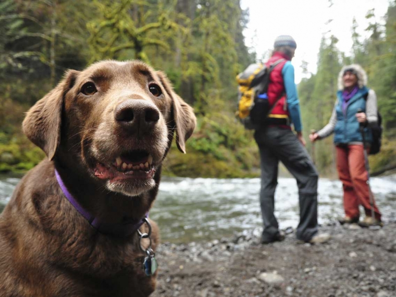RT-High-Lakes-iStock_Dog-Hikers-800x600