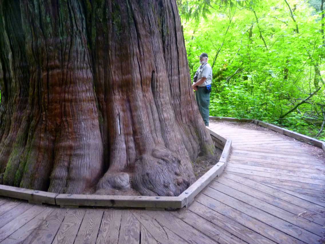 RT-WSL-Small-hiker-big-cedar-The-Grove-Loop-Trail