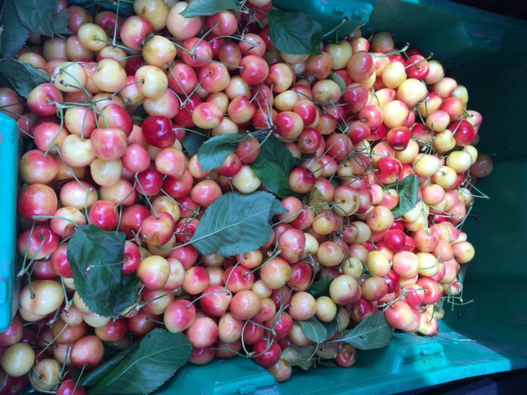 A pile of fresh, ripe cherries with a mix of red and yellow coloring fills a blue-green container. Some cherries have green leaves attached.