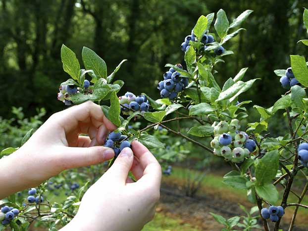 Hands picking ripe blueberries from a bush in a garden. The bush is lush with green leaves and clusters of both ripe and unripe blueberries, with a blurred forest background.