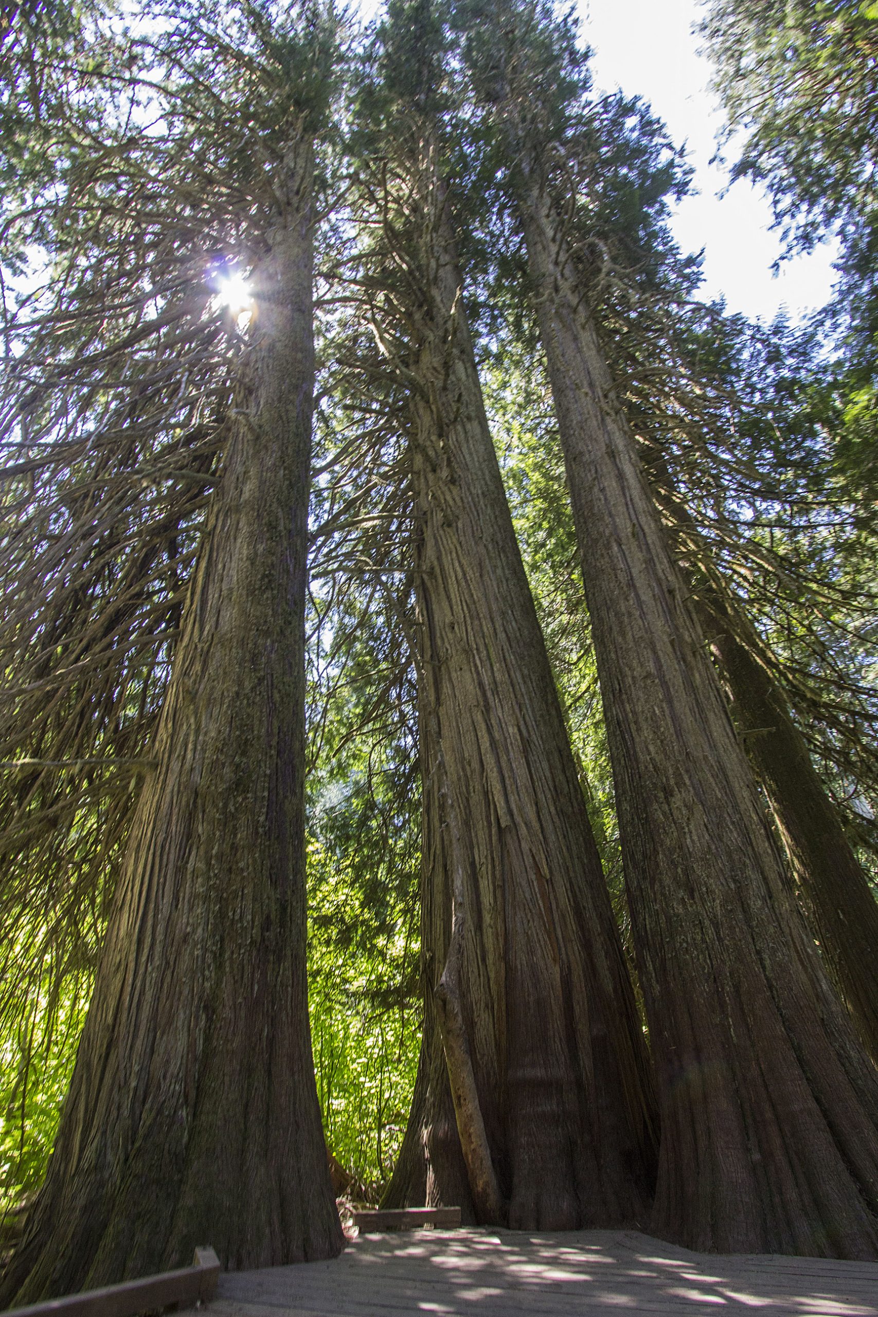 Grove of the Patriarchs Trees