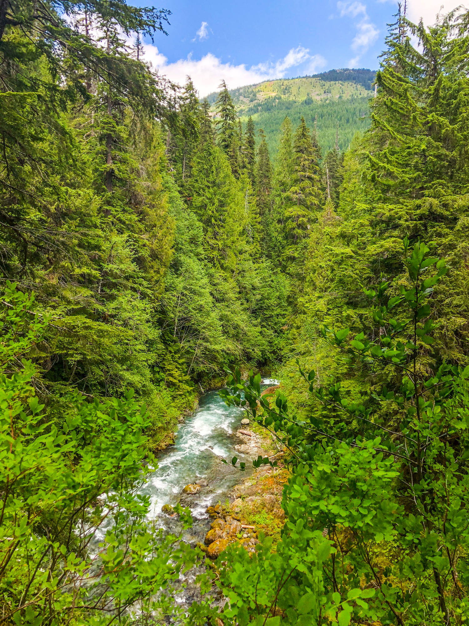 Ohanapecosh Trail