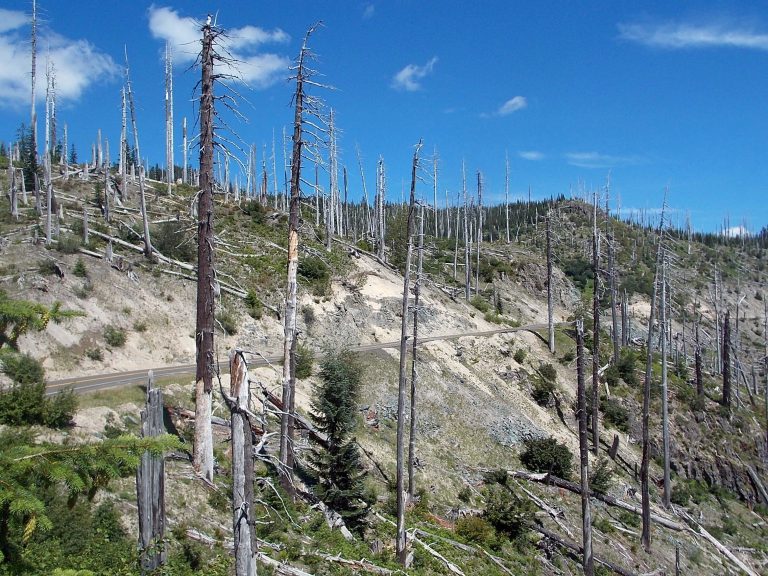 Forest Road 99 goes through the blast zone