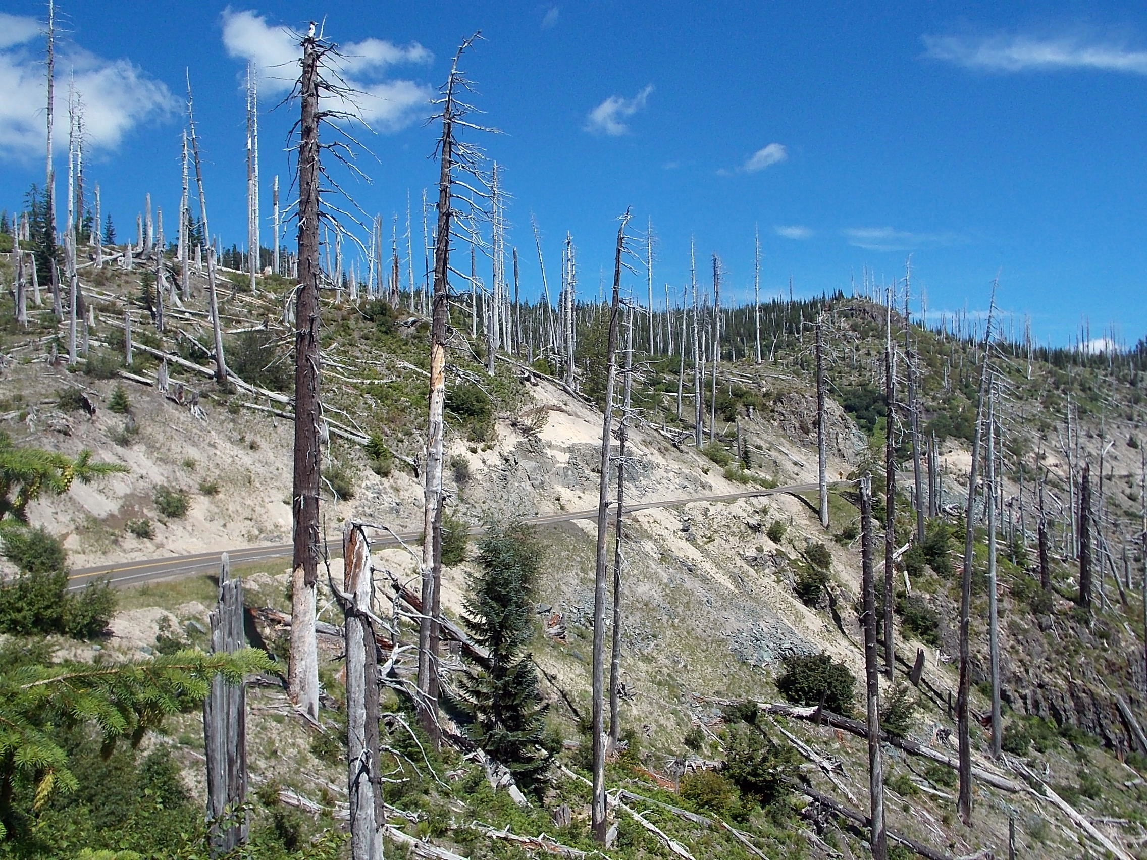 Forest Road 99 goes through the blast zone