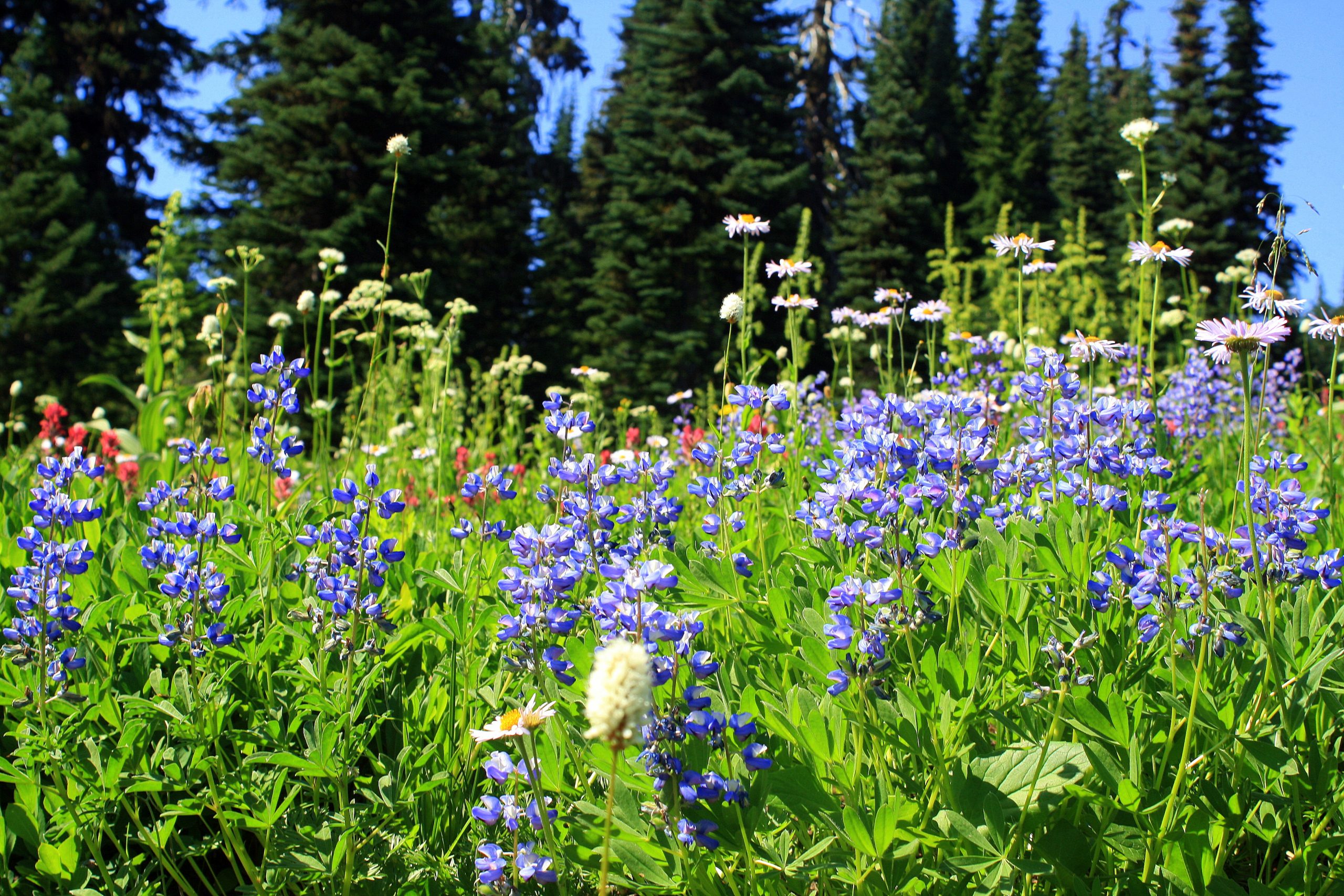 Mt Rainier - summer